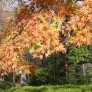 ヒメ日記 2025/11/10 19:14 投稿 杉浦 HERMINE-エルミネ-