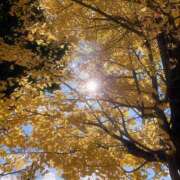 ヒメ日記 2025/11/22 17:23 投稿 杉浦 HERMINE-エルミネ-