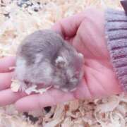 ヒメ日記 2025/12/26 08:52 投稿 杉浦 HERMINE-エルミネ-