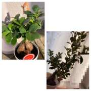 ヒメ日記 2025/12/29 09:26 投稿 杉浦 HERMINE-エルミネ-