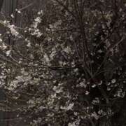 ヒメ日記 2026/03/29 19:57 投稿 杉浦 HERMINE-エルミネ-