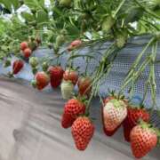 ヒメ日記 2026/04/07 19:09 投稿 杉浦 HERMINE-エルミネ-