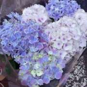 ヒメ日記 2026/05/08 19:24 投稿 杉浦 HERMINE-エルミネ-