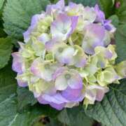 ヒメ日記 2026/05/31 20:19 投稿 杉浦 HERMINE-エルミネ-