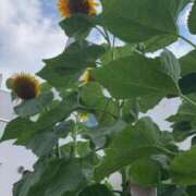 ヒメ日記 2026/07/10 20:47 投稿 杉浦 HERMINE-エルミネ-