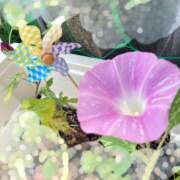 ヒメ日記 2026/07/29 08:53 投稿 杉浦 HERMINE-エルミネ-