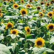 ヒメ日記 2026/08/01 09:31 投稿 杉浦 HERMINE-エルミネ-