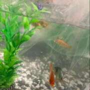 ヒメ日記 2026/08/09 19:56 投稿 杉浦 HERMINE-エルミネ-