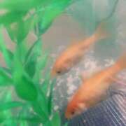 ヒメ日記 2026/08/24 21:06 投稿 杉浦 HERMINE-エルミネ-