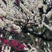 ヒメ日記 2025/03/25 12:25 投稿 えり VIVIDCREWマダムセカンドバージン 梅田店