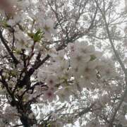 すずか 土曜日🐮 クリステル