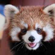 ヒメ日記 2025/02/01 02:01 投稿 カナメ ラブコレクション