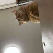 ヒメ日記 2025/04/09 15:31 投稿 まい 即アポマダム～名古屋店～