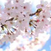 ヒメ日記 2025/04/21 16:45 投稿 ココロ 京都デリヘル倶楽部FIRST