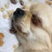 ヒメ日記 2026/01/08 16:21 投稿 しずく 松戸角海老根本店