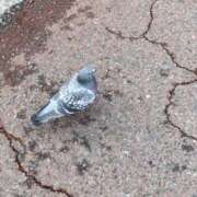 ヒメ日記 2026/02/08 23:01 投稿 しずく 松戸角海老根本店