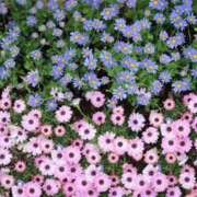 ヒメ日記 2025/06/22 22:22 投稿 浜辺陽香 五十路マダム　和歌山店