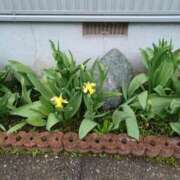 ヒメ日記 2025/04/27 01:19 投稿 みやこ 完熟ばなな札幌・すすきの