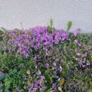 ヒメ日記 2025/05/01 00:41 投稿 みやこ 完熟ばなな札幌・すすきの