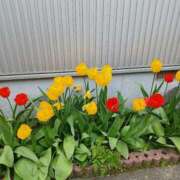 ヒメ日記 2025/05/08 16:09 投稿 みやこ 完熟ばなな札幌・すすきの