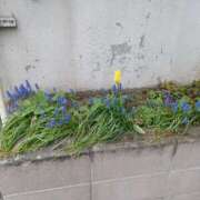 ヒメ日記 2025/05/10 15:59 投稿 みやこ 完熟ばなな札幌・すすきの