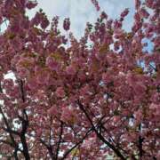 ヒメ日記 2025/05/14 12:09 投稿 みやこ 完熟ばなな札幌・すすきの