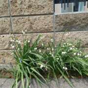 ヒメ日記 2025/05/15 13:39 投稿 みやこ 完熟ばなな札幌・すすきの