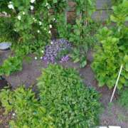 ヒメ日記 2025/05/17 09:49 投稿 みやこ 完熟ばなな札幌・すすきの