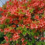 ヒメ日記 2025/05/18 17:19 投稿 みやこ 完熟ばなな札幌・すすきの