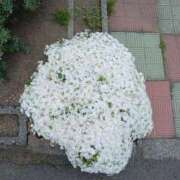 ヒメ日記 2025/05/18 17:59 投稿 みやこ 完熟ばなな札幌・すすきの