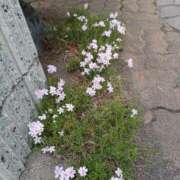 ヒメ日記 2025/05/21 17:49 投稿 みやこ 完熟ばなな札幌・すすきの