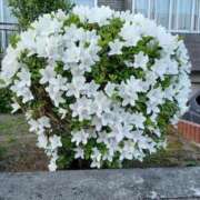 ヒメ日記 2025/05/23 18:59 投稿 みやこ 完熟ばなな札幌・すすきの