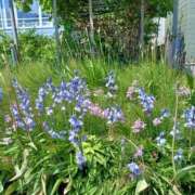 ヒメ日記 2025/05/27 13:29 投稿 みやこ 完熟ばなな札幌・すすきの