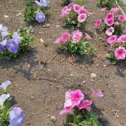 ヒメ日記 2025/05/30 16:59 投稿 みやこ 完熟ばなな札幌・すすきの