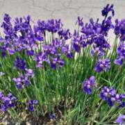 ヒメ日記 2025/06/01 14:59 投稿 みやこ 完熟ばなな札幌・すすきの