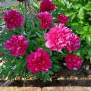 ヒメ日記 2025/06/03 17:09 投稿 みやこ 完熟ばなな札幌・すすきの