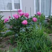 ヒメ日記 2025/06/03 19:19 投稿 みやこ 完熟ばなな札幌・すすきの