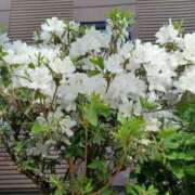 ヒメ日記 2025/06/04 16:49 投稿 みやこ 完熟ばなな札幌・すすきの