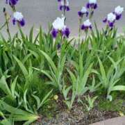 ヒメ日記 2025/06/05 13:49 投稿 みやこ 完熟ばなな札幌・すすきの