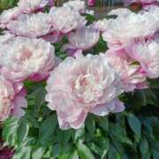 ヒメ日記 2025/06/08 15:49 投稿 みやこ 完熟ばなな札幌・すすきの