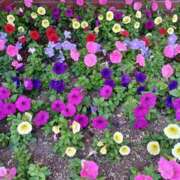 ヒメ日記 2025/06/08 19:09 投稿 みやこ 完熟ばなな札幌・すすきの