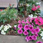 ヒメ日記 2025/06/12 21:59 投稿 みやこ 完熟ばなな札幌・すすきの