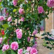 ヒメ日記 2025/06/15 16:12 投稿 みやこ 完熟ばなな札幌・すすきの