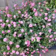 ヒメ日記 2025/06/19 17:49 投稿 みやこ 完熟ばなな札幌・すすきの