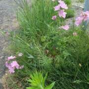 ヒメ日記 2025/06/20 15:49 投稿 みやこ 完熟ばなな札幌・すすきの