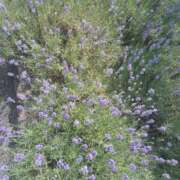 ヒメ日記 2025/06/26 12:59 投稿 みやこ 完熟ばなな札幌・すすきの