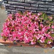 ヒメ日記 2025/06/28 15:10 投稿 みやこ 完熟ばなな札幌・すすきの