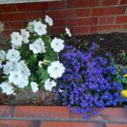 ヒメ日記 2025/07/01 11:49 投稿 みやこ 完熟ばなな札幌・すすきの