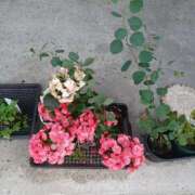 ヒメ日記 2025/07/03 18:19 投稿 みやこ 完熟ばなな札幌・すすきの