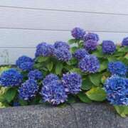 ヒメ日記 2025/07/23 14:24 投稿 みやこ 完熟ばなな札幌・すすきの